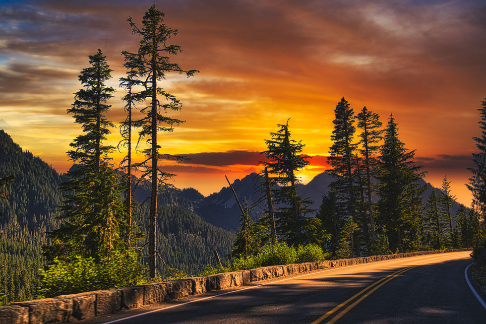 Forest road illuminated by sunset.