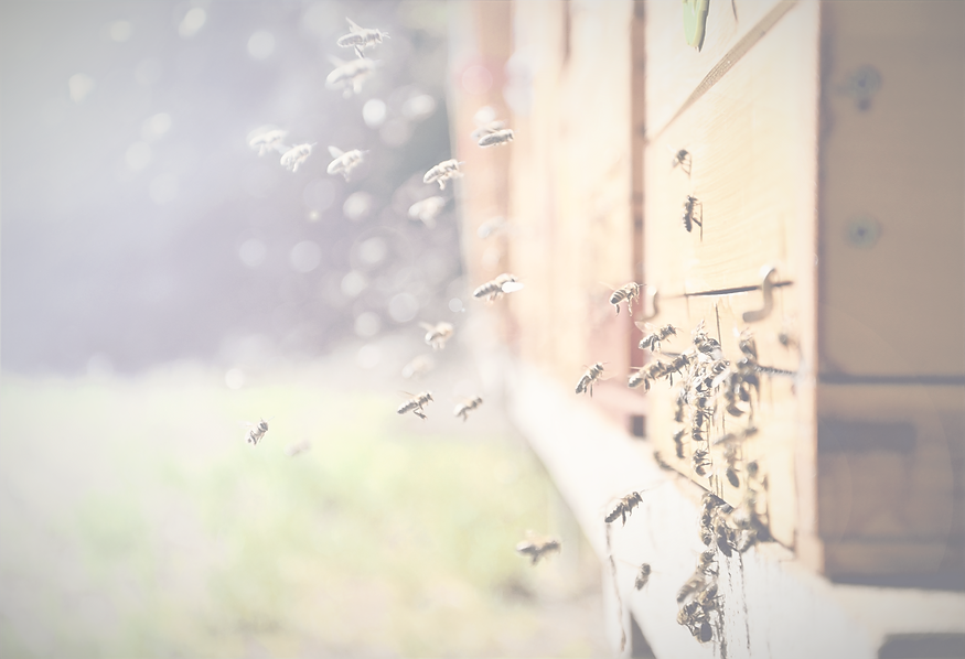 Flying Around a Beehive 2_edited_edited.png