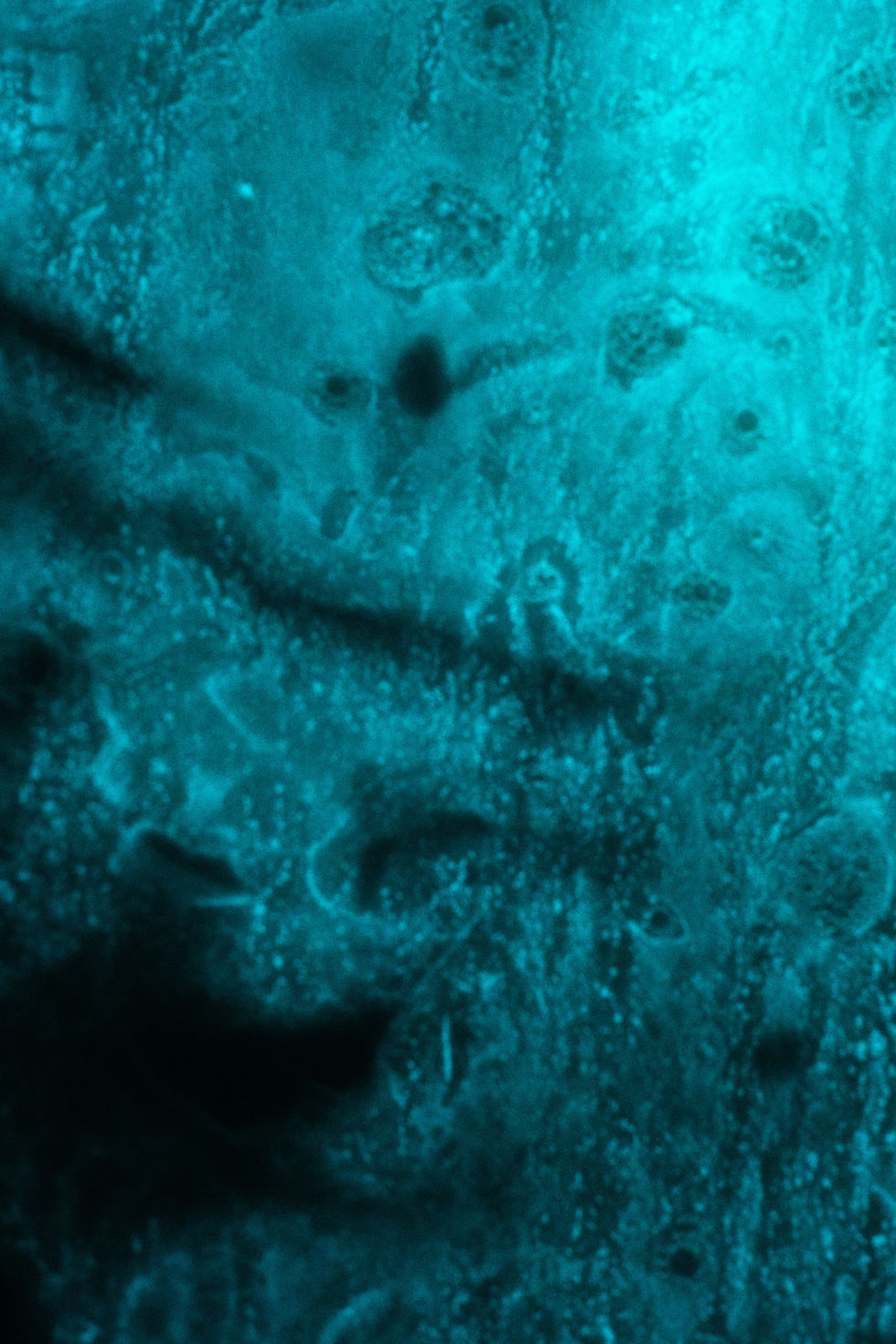 Cabaoui - Come di meglio - Sentiment Océanique_textures bioluminescence-04
