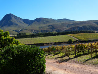 Creation Wines in Hermanus: Africa’s Best Vineyard & Wine Tasting Experience
