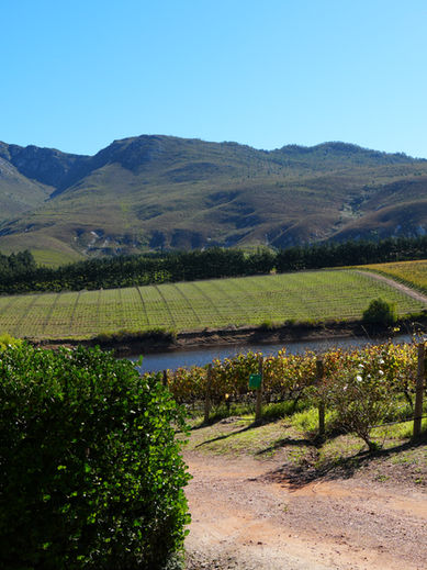 Creation Wines in Hermanus: Africa’s Best Vineyard & Wine Tasting Experience