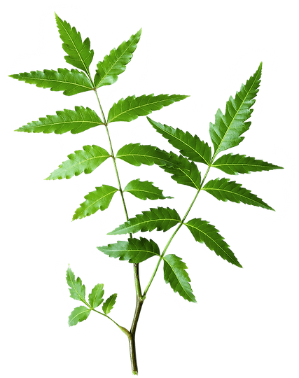 hiclipart.com (69).png