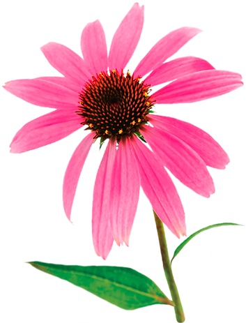 hiclipart.com (56).png