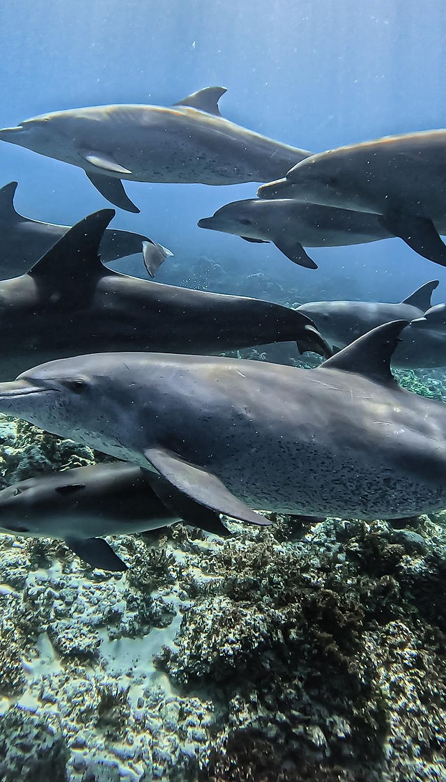 nager avec les dauphins zanzibar mnemba