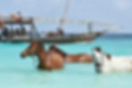Balade à dos de cheval zanzibar