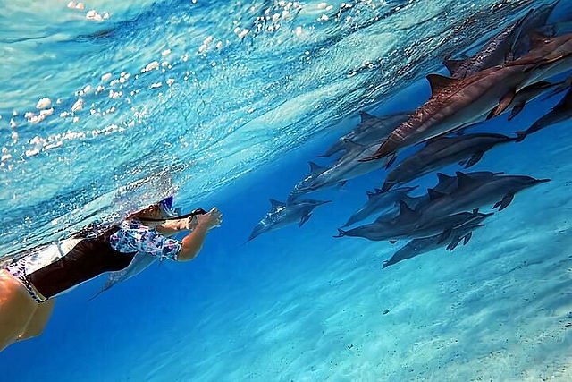 nager avec dauphins zanzibar