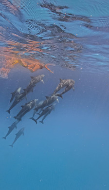 nager avec les dauphins zanzibar mnemba