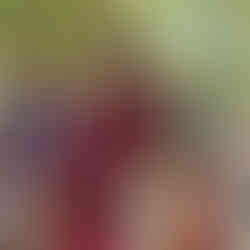 zanzibar village activités