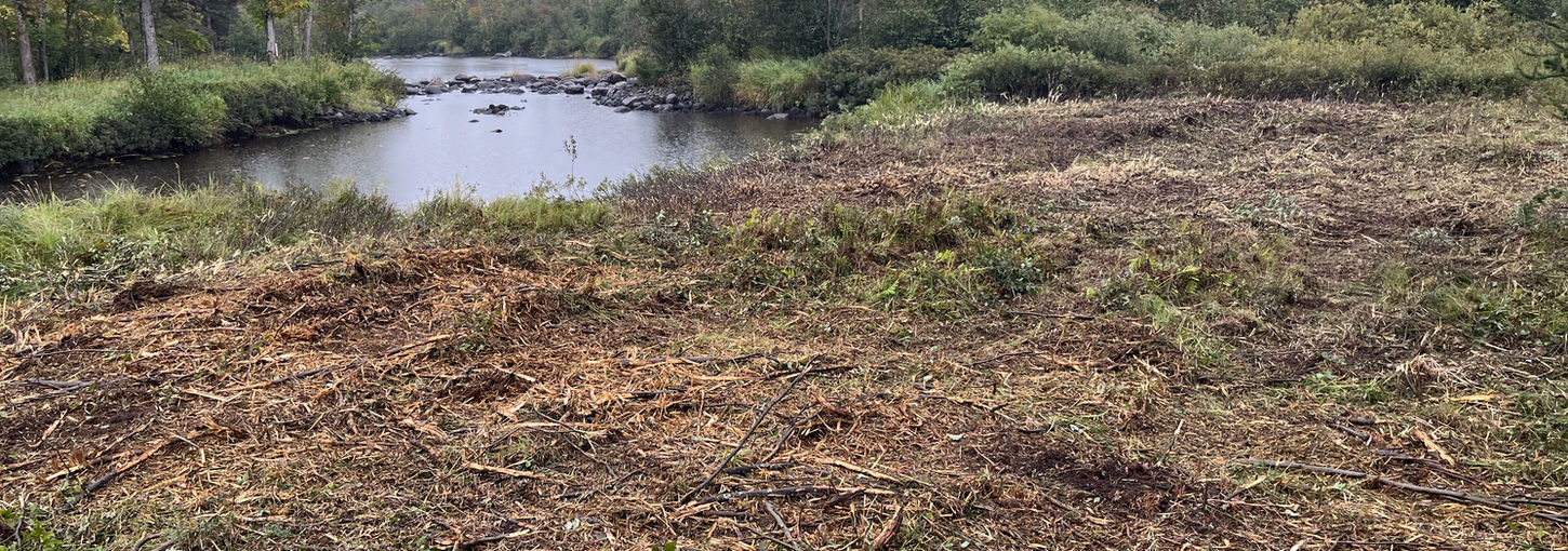 Mulched brush along river
