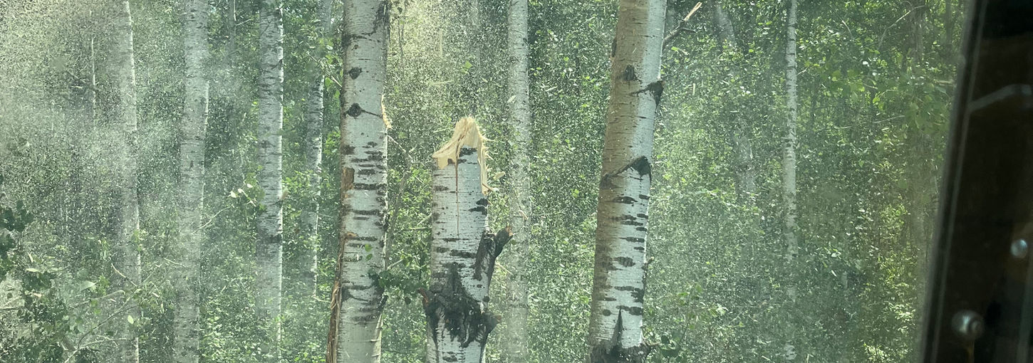 Mulching aspen trees
