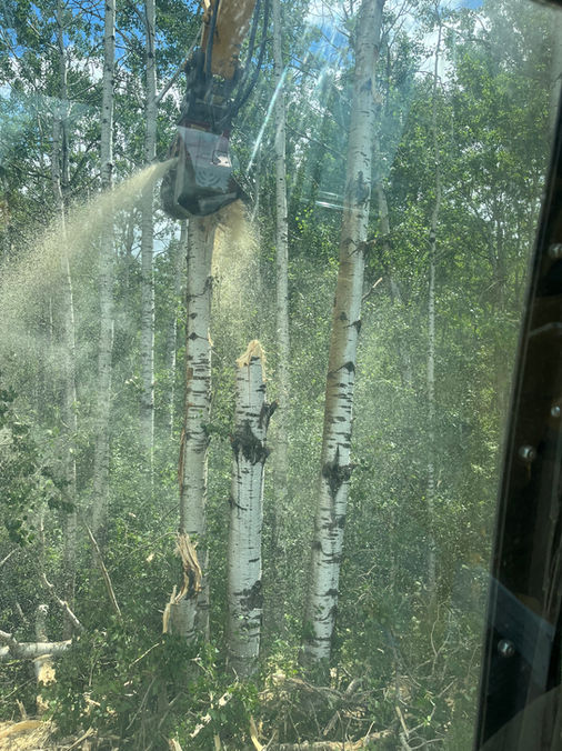 Mulching aspen trees