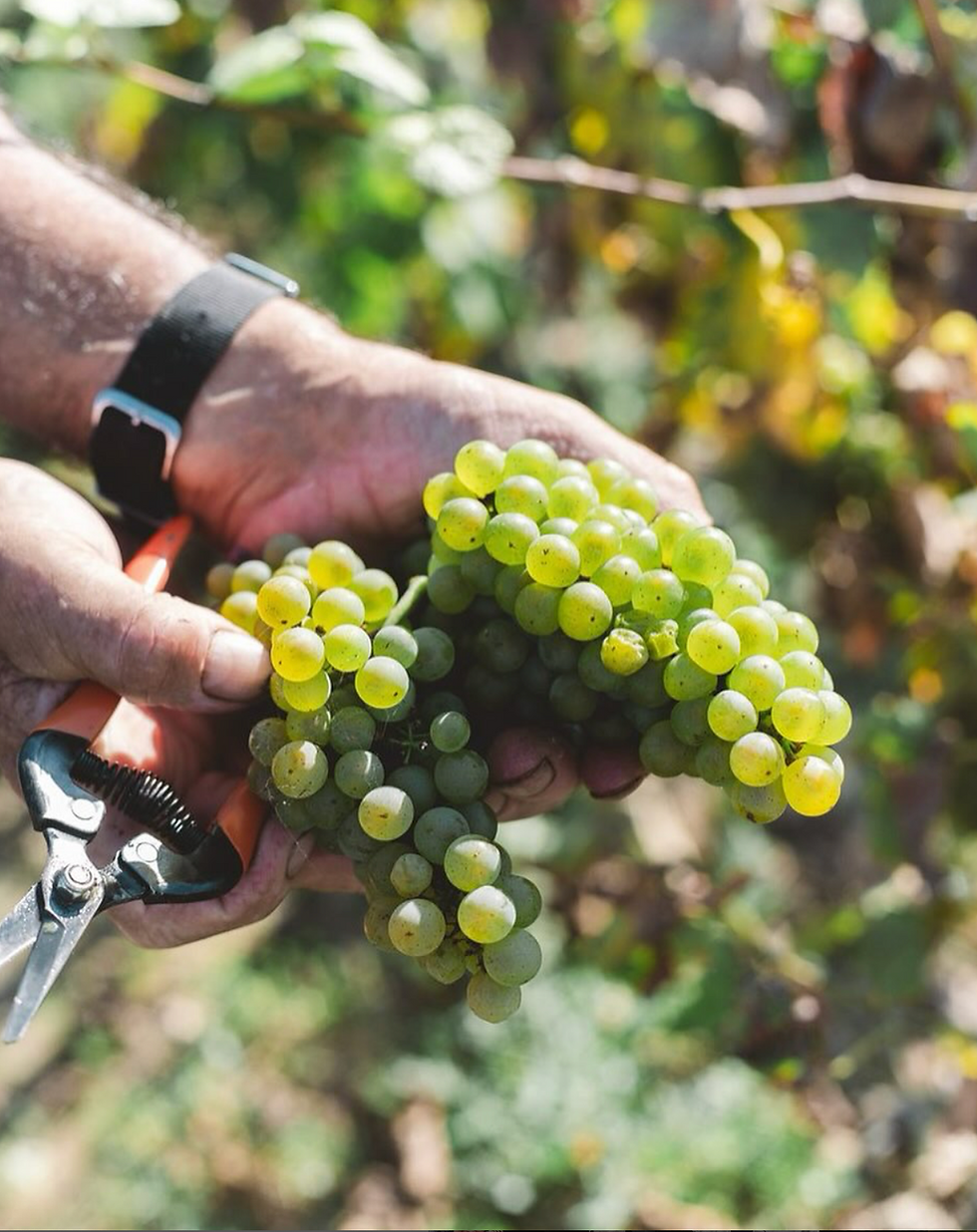 Thumbnail: Domaine de la Senechalière, La Bohème, 2024, Muscadet, France