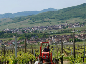 Domaine Albert Mann Is Coming to Vietnam