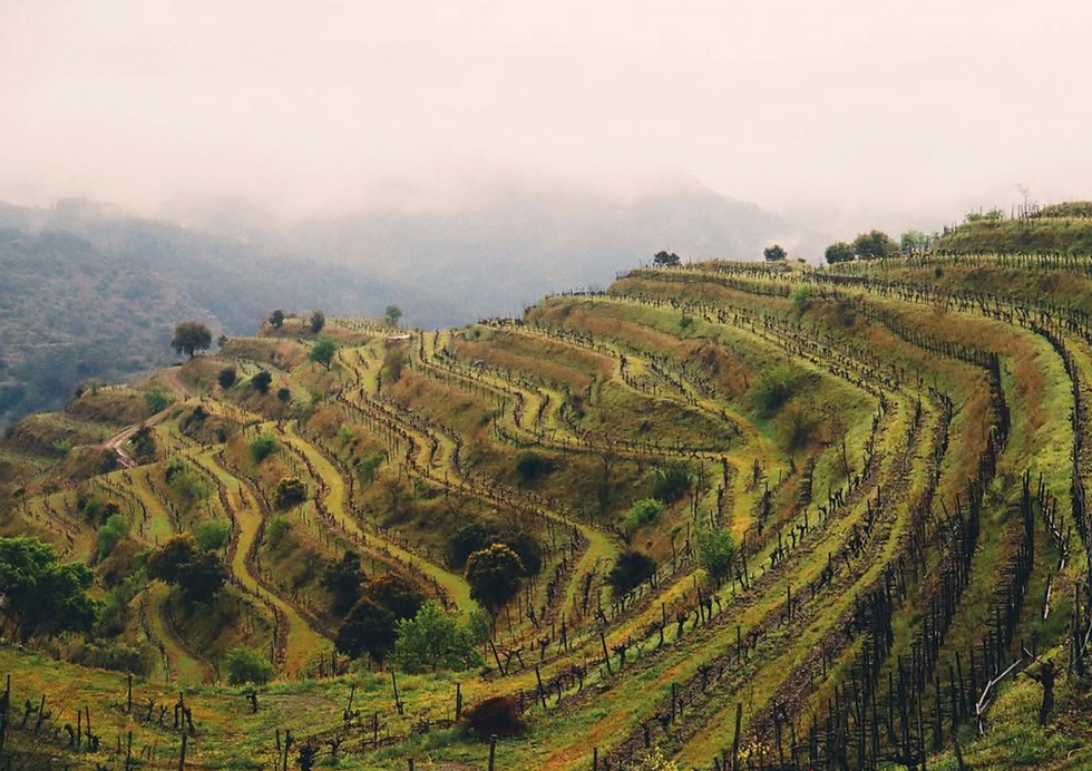 Clos Mogador, the gem of Priorat & Montsant on it's way to Vietnam's finest tables