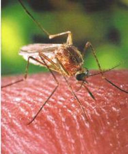 mosquito biting finger.JPG