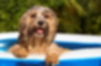 Wet Dog_edited.jpg