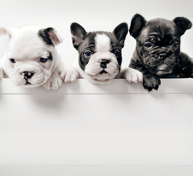 Three French Bullgod Puppies_edited_edited.jpg