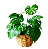 a monstera plant in a basket _edited_edi