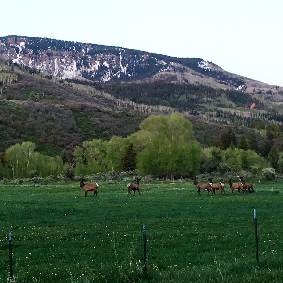Elk