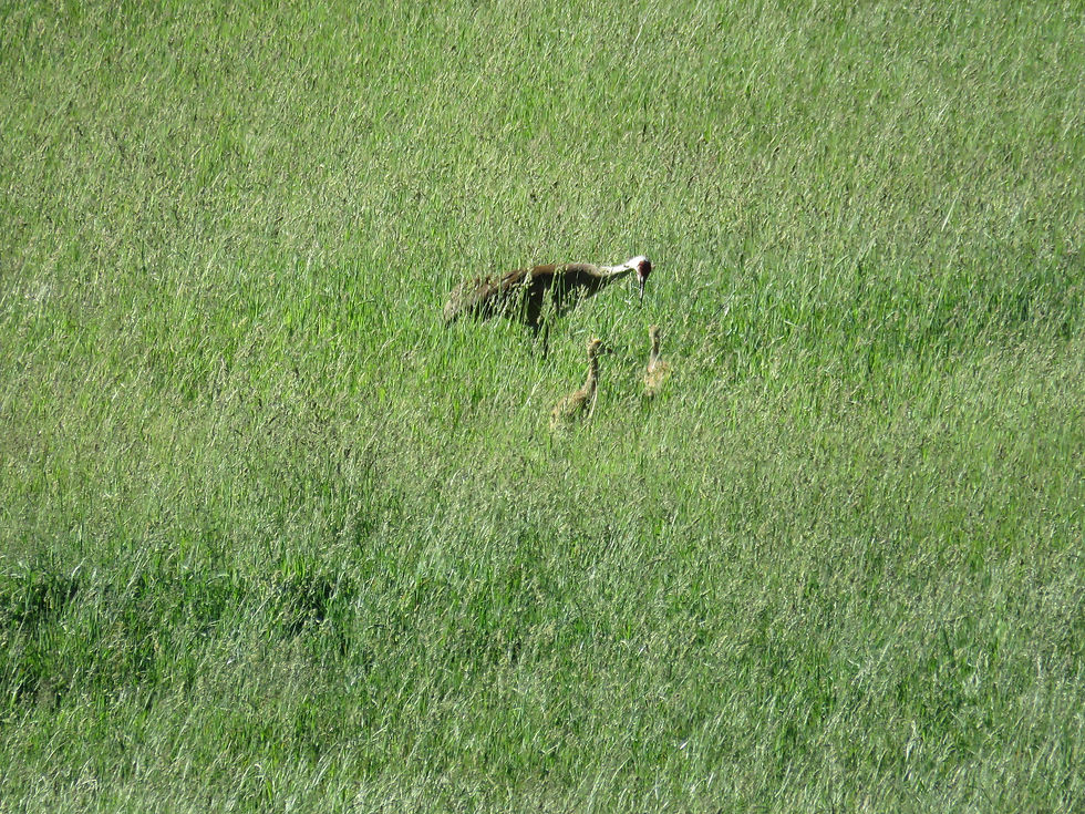 Sandhill Crane with babies