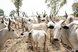 nigerian-cattle_custom-4362e11ed91dbb153