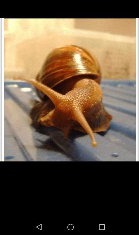 ree