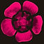 fleur mon bordeau_edited_edited_edited.j