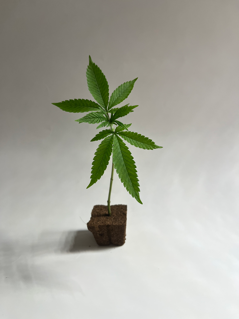 Miniaturbild: Blue Dream (Barney’s Farm)