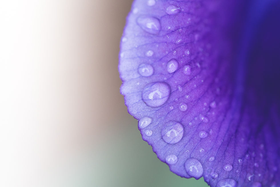Les iris en fête.