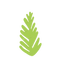 Logo stylisé d'un cèdre, composé d'une série de traits verts verticaux évoquant les branches d'un arbre.