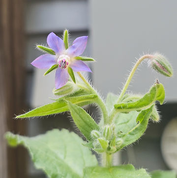 Borage.jpg
