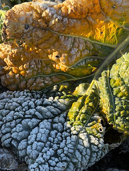 Kohl der bereits verfärbte Stellen entwickelt hat