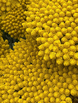 gelbe Blume mit vielen Knospen