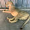 Thumbnail: #207 Male Lion