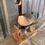 Thumbnail: Canadian Goose