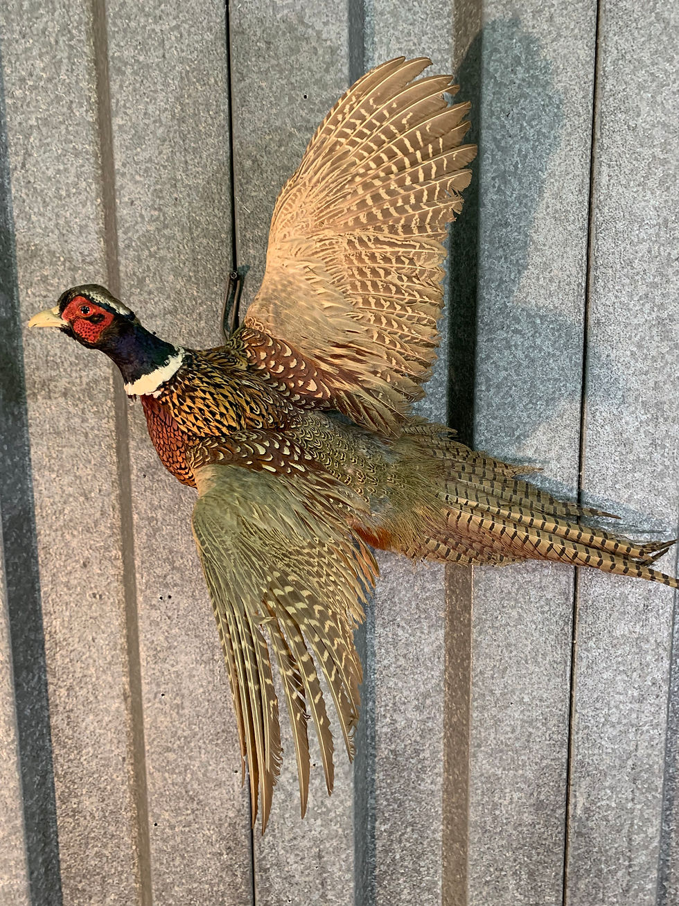 #098A Ringneck Pheasant