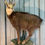 Thumbnail: #278 Chamois