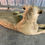 Thumbnail: #207 Male Lion