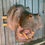 Thumbnail: #I-387 Hippo