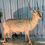 Thumbnail: #I-375 Water Buck