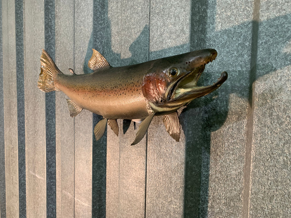 #083 Steelhead Trout