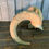 Thumbnail: #267 Dahl Sheep Horns, Bleached