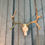 Thumbnail: #300 Western Mule Deer