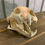 Thumbnail: #353 Lion Skull