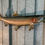 Thumbnail: #083 Steelhead Trout