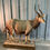 Thumbnail: #331 Nyala
