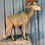 Thumbnail: #250 Desert Bighorn Sheep
