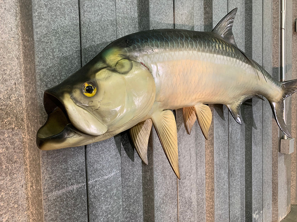 #089 Tarpon