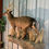 Thumbnail: #I-372 Sitka Deer