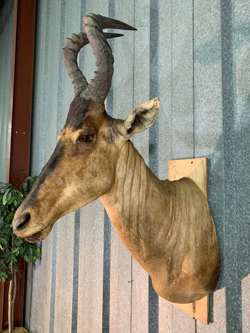 #240 Lichtenstein Hartebeest